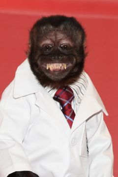 Crystal the Monkey interpreta Bennie the Monkey