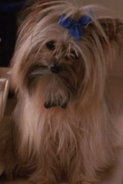 Pixie interpreta Hvappe (dog)