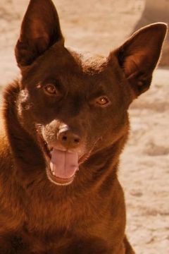 Koko interpreta Red Dog