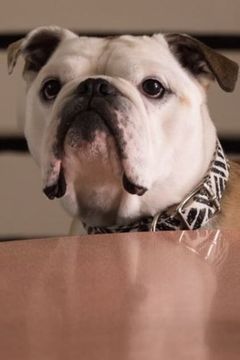 Nellie interpreta Marvin