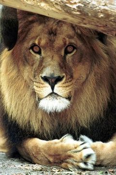 Bongo the Lion interpreta Lion (uncredited)