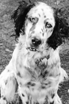 Banjo interpreta Banjo the Dog