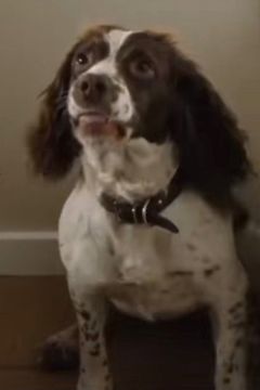 Rosa the Dog interpreta Fanny