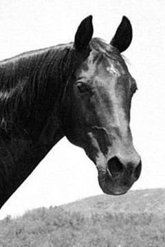 Highland Dale interpreta Outlaw Stallion(uncredited)