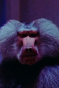 Typhoon interpreta Baboon (uncredited)