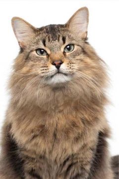Tonic the Cat interpreta Bud