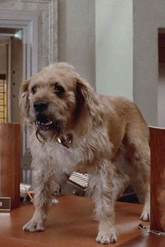 Mushroom interpreta Barney (Dog)