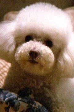 Darla interpreta Ratty Poodle (uncredited)