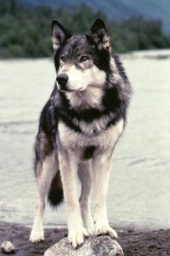Jed the Wolfdog interpreta Dog Thing