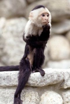 Binx interpreta Betsy (uncredited)