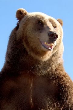 Bart the Bear II interpreta The Bear