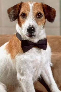 Moose the Dog interpreta Skip