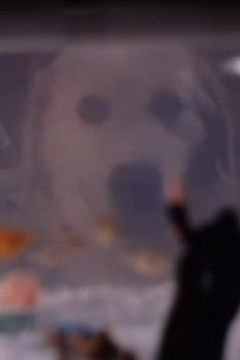 Thor interpreta Pirate Dog