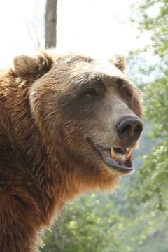 Bart The Bear interpreta Bear