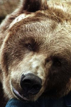Bart the Bear II interpreta Buster the Bear