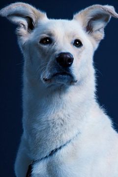 Krypto interpreta Krypto