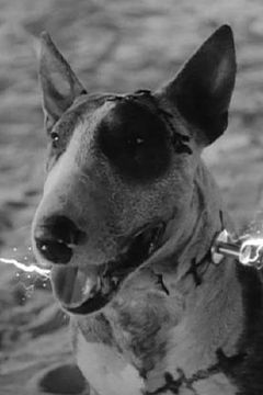 Sparky interpreta Sparky