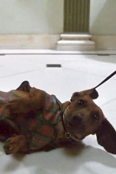Dog (uncredited) interpreta Marshall