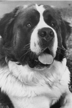 Chris the Dog interpreta Beethoven
