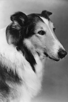 Pal interpreta Lassie