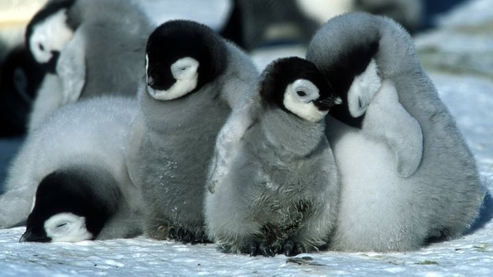 Una scena tratta dal film La marcia dei pinguini
