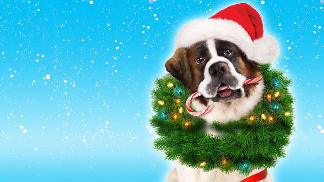 Una scena tratta dal film Beethoven - L'avventura di Natale