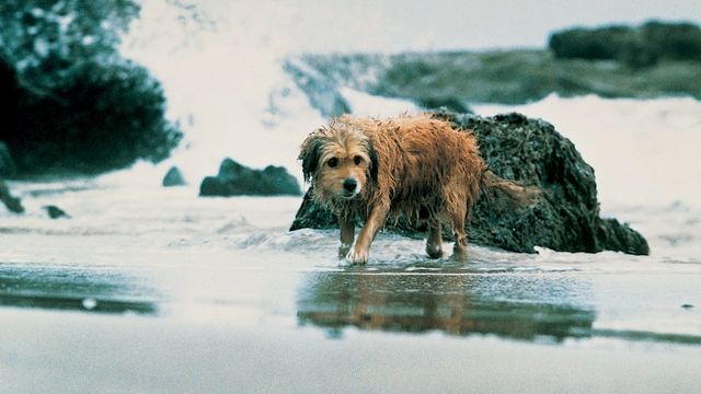 Una scena tratta dal film 4 cuccioli da salvare