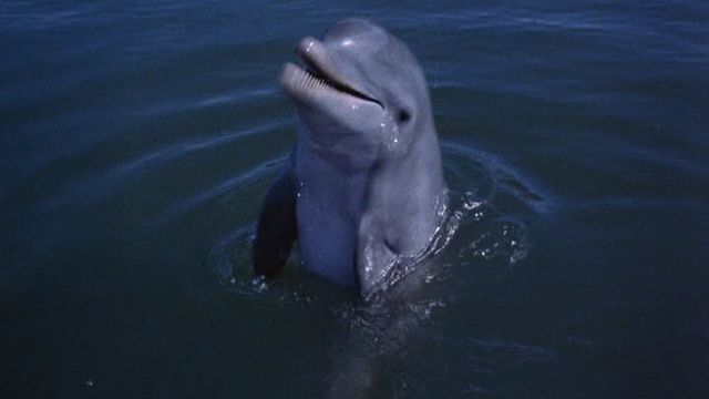 Una scena tratta dal film Flipper contro i pirati