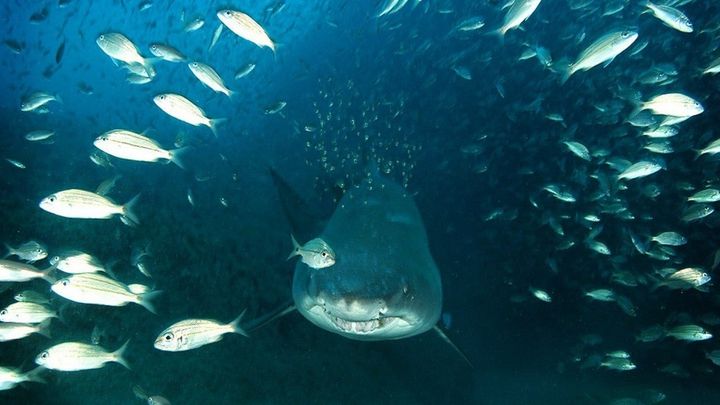 Una scena tratta dal film Deep Sea: Il mondo sommerso