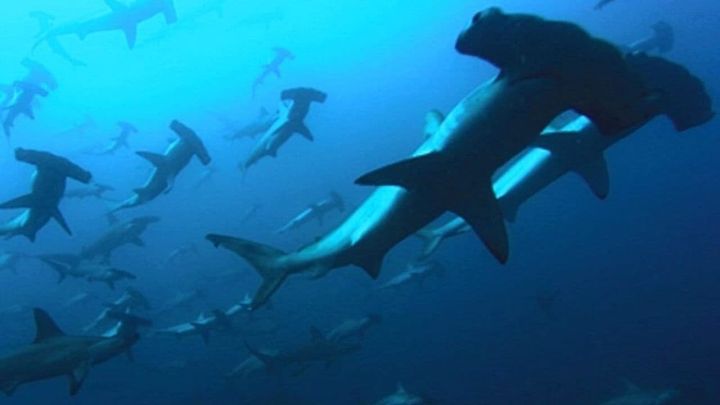 Una scena tratta dal film Profondo Blu