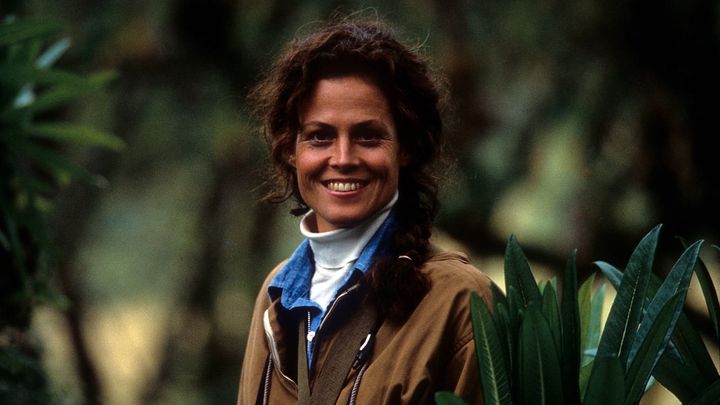 Una scena tratta dal film Gorilla nella nebbia