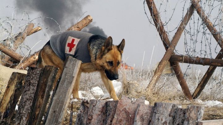 Una scena tratta dal film Rin Tin Tin