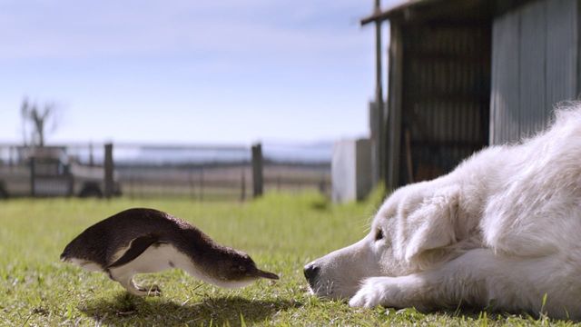 Una scena tratta dal film Giotto, l'amico dei pinguini