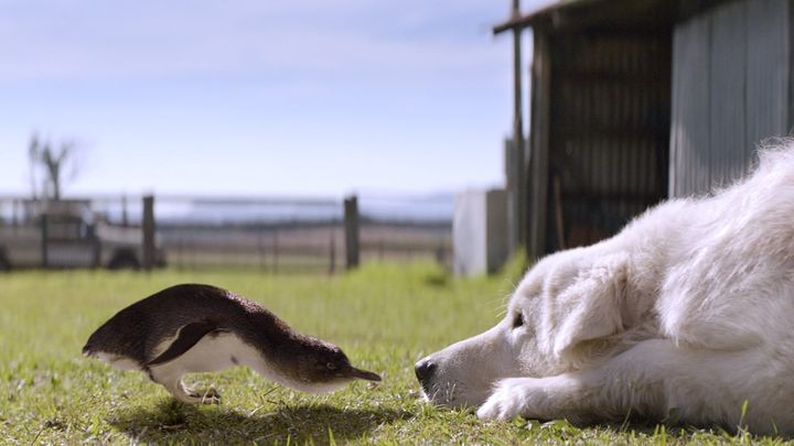 Una scena tratta dal film Giotto, l'amico dei pinguini