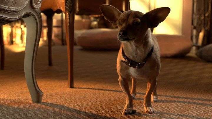Una scena tratta dal film Beverly Hills Chihuahua 3: Viva la Fiesta!