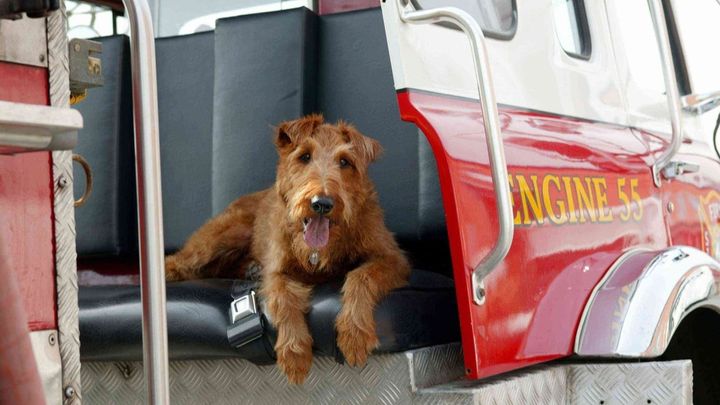 Una scena tratta dal film Il cane pompiere