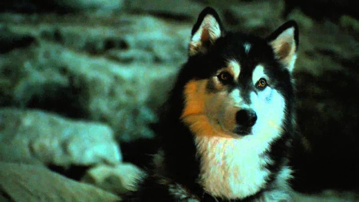 Una scena tratta dal film Against the Wild: Viaggio attraverso il Serengeti