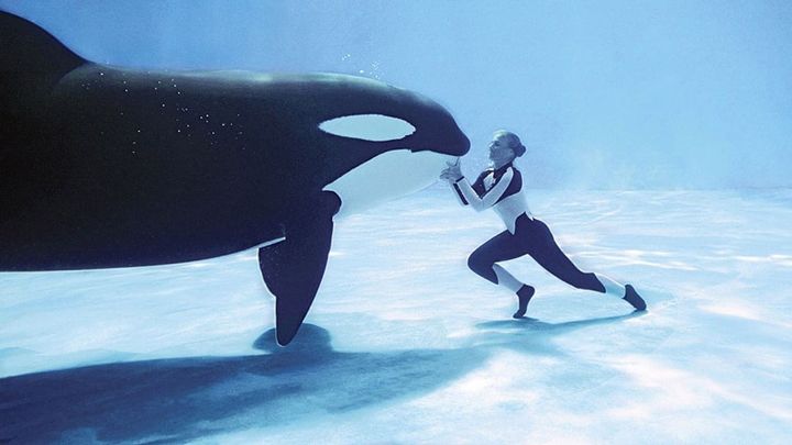 Una scena tratta dal film Blackfish