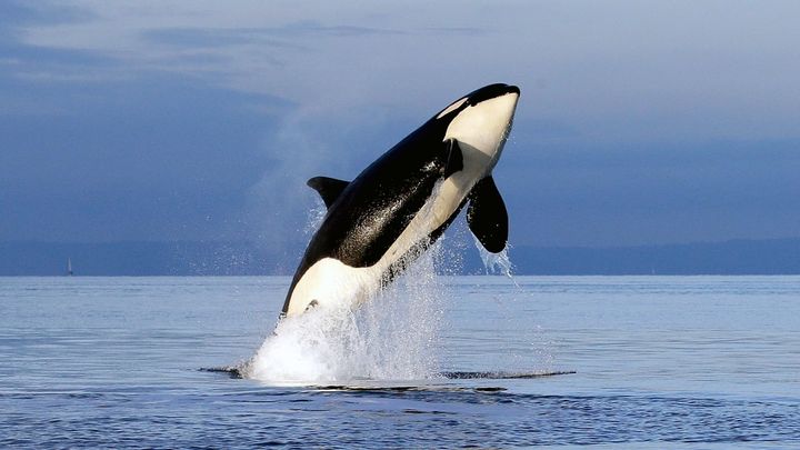 Una scena tratta dal film Free Willy 2
