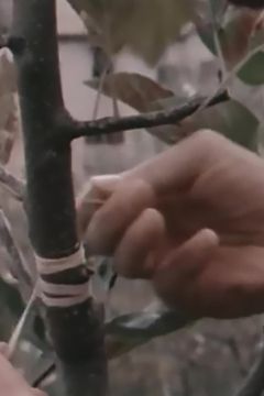 Locandina Le affinità elettive