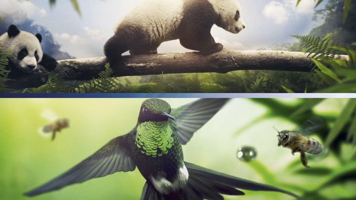 Una scena tratta dal film Earth - Un giorno straordinario