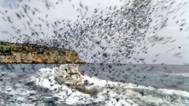Una scena tratta dal film Killer Bees - Api assassine