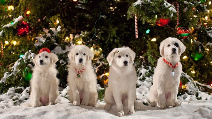 Una scena tratta dal film Zampa 2 - I cuccioli di Natale