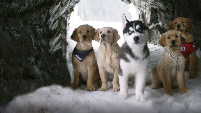 Una scena tratta dal film Snow Buddies. Supercuccioli sulla neve