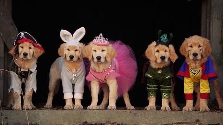 Una scena tratta dal film Supercuccioli - Un'avventura da paura!