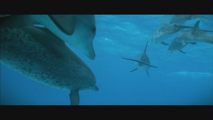 Una scena tratta dal film Atlantis - Le creature del mare