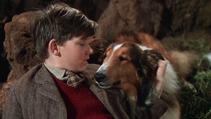 Una scena tratta dal film Torna a casa Lassie!