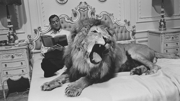 Una scena tratta dal film Un leone nel mio letto