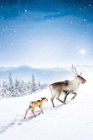 Ailo - Un'avventura tra i ghiacci