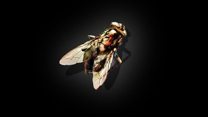 Una scena tratta dal film La mosca